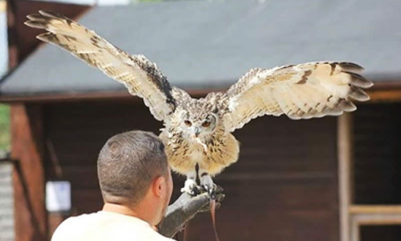 Child petting an owl at Hounslow Urban Farm